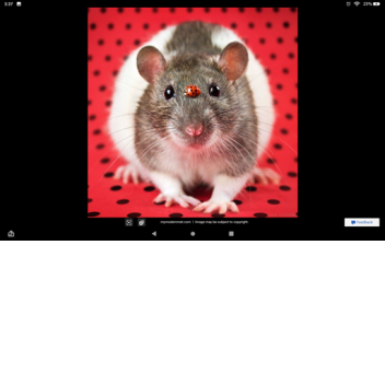 Gummybear8704's place