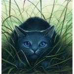 Warrior Cats: FanClan