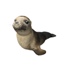 Seal In Back