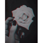 Aesthetically rose~