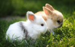 So Oo Oo cute bunny٫s