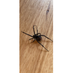 Red spiders kk
