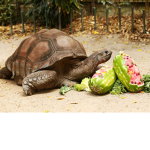 Tortise gamers.