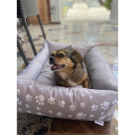 Cute DoggyDoggo