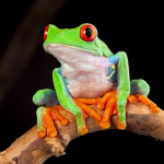 Froggy lakes