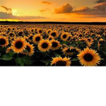 Sunflower_Mayo