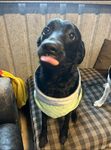 Real Bellathepup