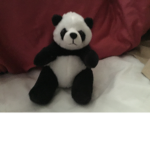 Panda Bears Group Pandas