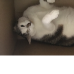 #thecatclub