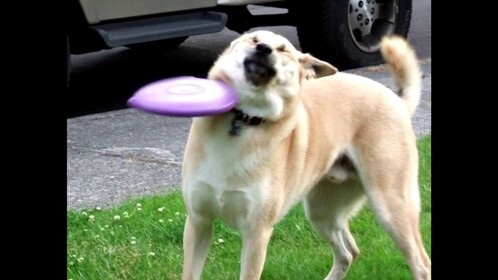 doge battle