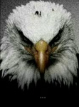 American Eagle corp