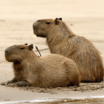 Bomdi dos capivara