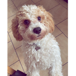 Dog are the best thing ever