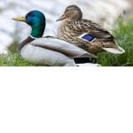 DuckGang<3