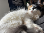 . ~ Meow Meow Fan Club ~ .