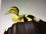VID (very important duck)