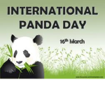 Pandas are the best animal EVER!!!!!!!!!!
