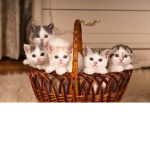 Cats R Great