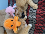 Poor Kitty cats