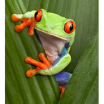 frogs clothes shop