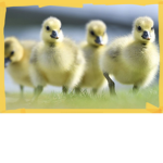 (Official) Team_Duck squad