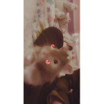 #Bella Z