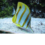 Fart Fish