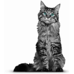 Kitty By cathugs3