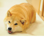 Doge da best