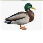 Amazing ducks in da sea