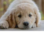 Peyton’s puppies