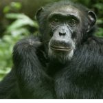 The chimpanzees