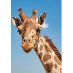 bob the giraffe