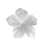 White Hibiscus Hair Flower 🌺