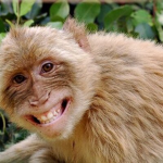 The Real Monkey Men