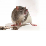 ta_mmi is a rat