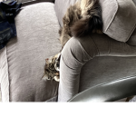 Animals are the best animals in the world