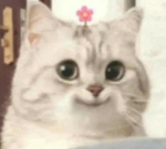 PrttyKttn