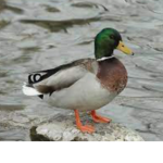 REPUBLIC OF THE DUCKS