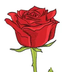 Roses and stuff