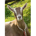 Goat Games Official