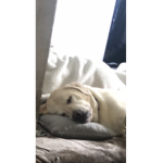 buddy # L