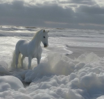 {horse riding}