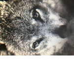 merica wolves