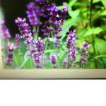 Beautiful Lavenders