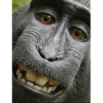 PoggestOfGamers Fan Group