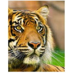 Animal Friends :)