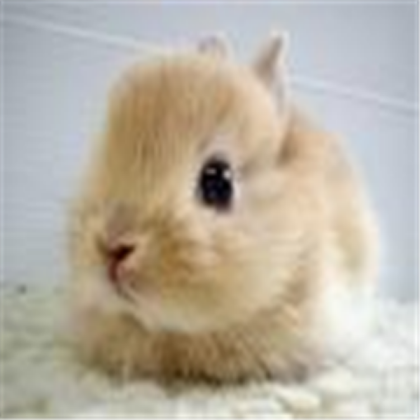 SUPER CUTE BUNNY Roblox decal
