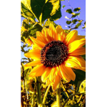 Sunny's Void