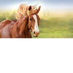 ##### stables